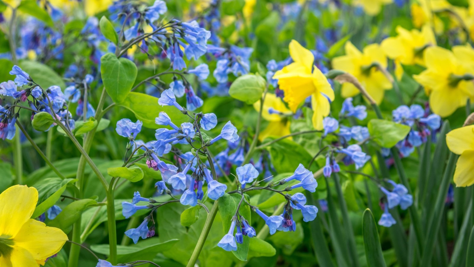 A striking combination of deep blue bell-shaped blossoms intertwined with small clusters of bright yellow blooms in a lush green meadow.