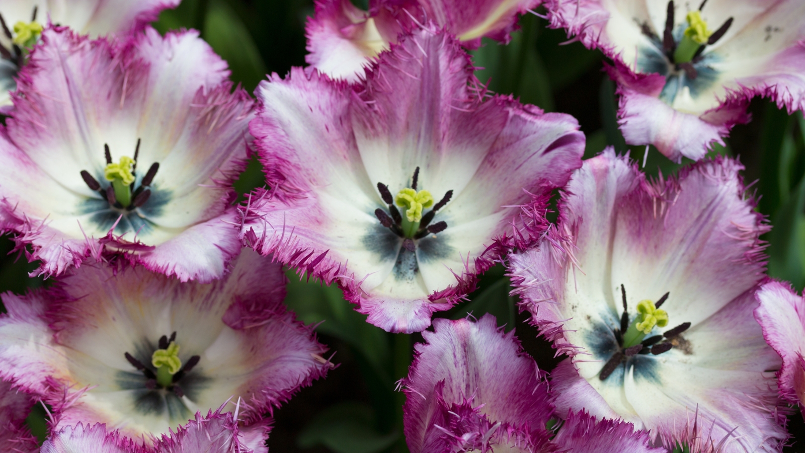 Soft pink and white fringed petals blend seamlessly, with hints of purple creating an eye-catching display.