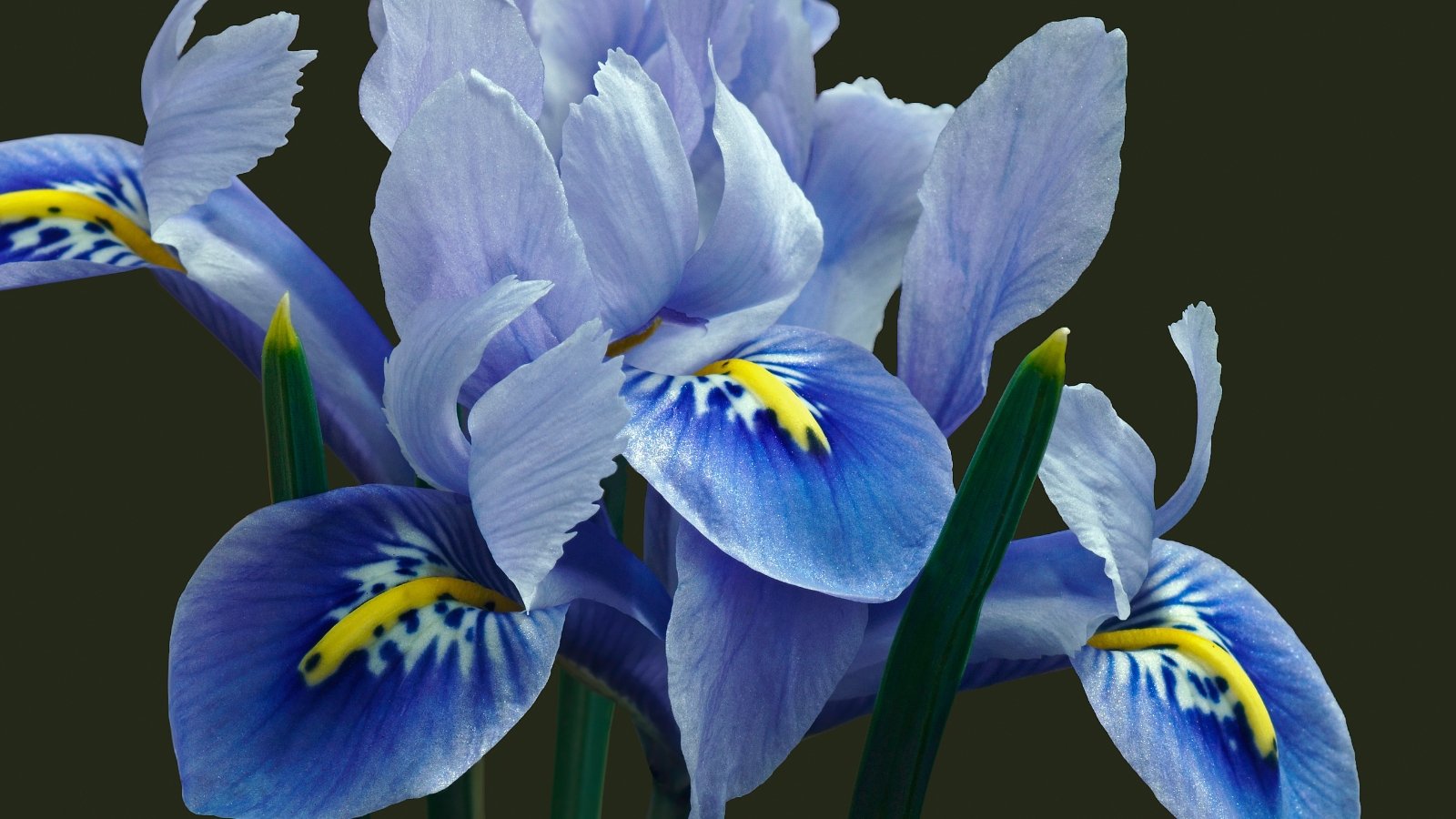 Violet-blue flowers with a yellow center bloom close to the ground, with narrow, sword-like green leaves.