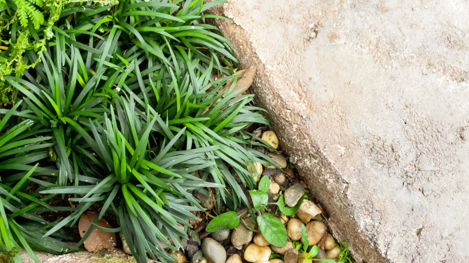 A pathway lined with dep green patches of mondo grass, looking deep green with smooth blades, surrounded by round rocks