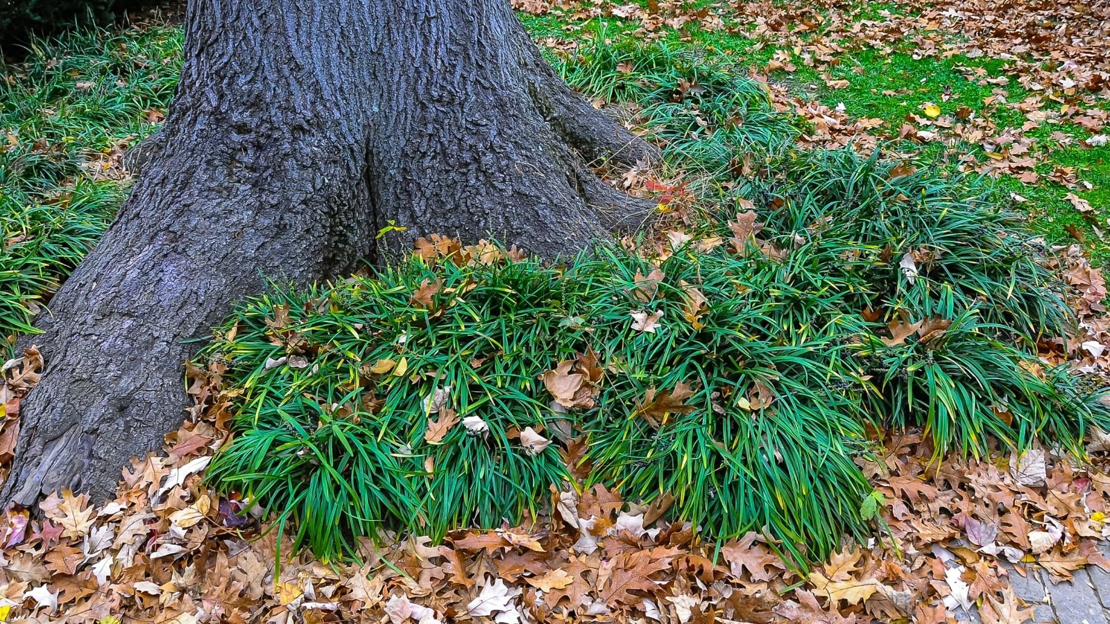 Healthy looking mondo grass growing at the base of a tree, looking vivid green amid brown and dried leaves scattered on the ground