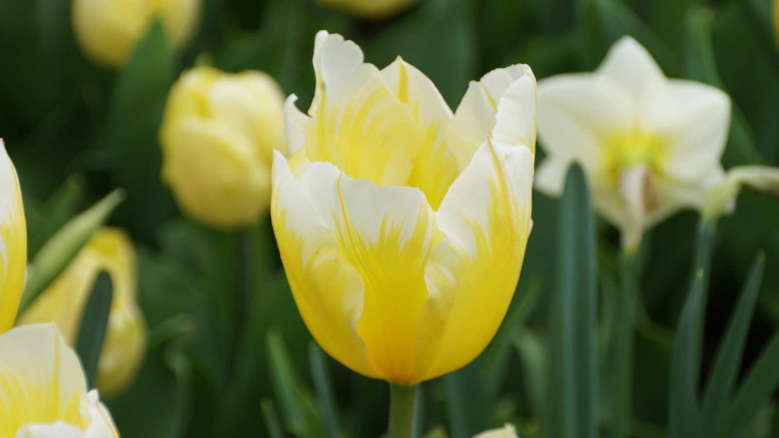 Close-up of a delicate flower with creamy yellow petals fading to white at the tips, against a blurred green background.