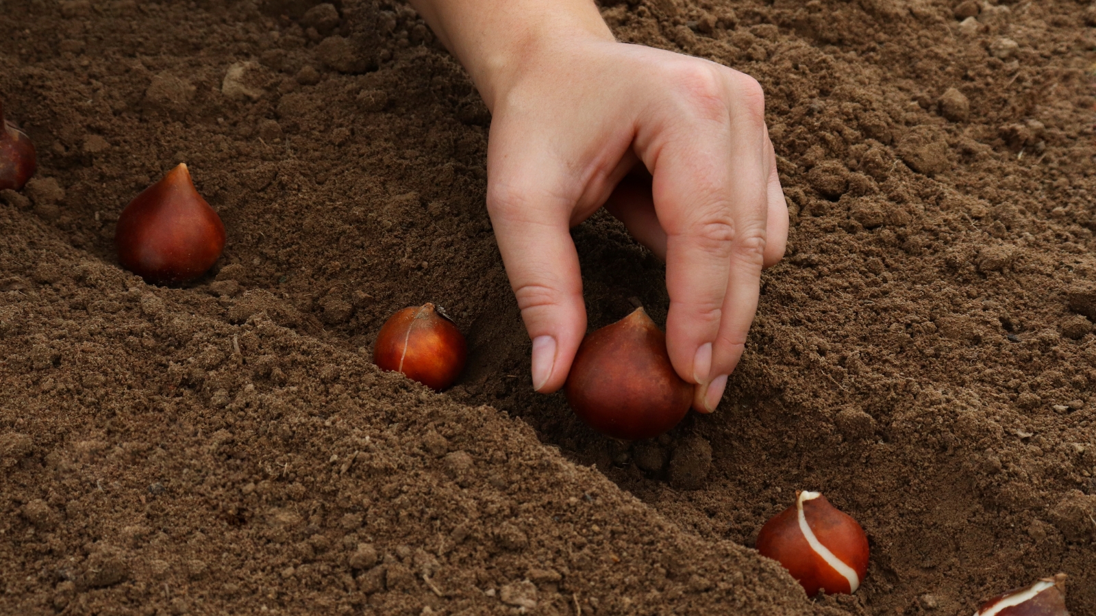 A close-up of a gardener’s hand carefully placing small brown bulbs into dark, moist soil, preparing for new growth in a garden bed.