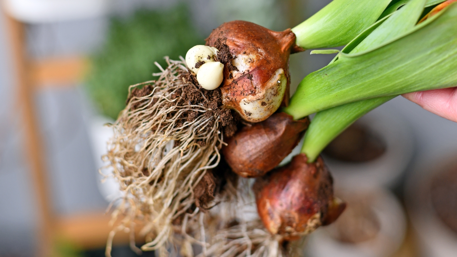 A close-up of several fresh bulbs with visible roots covered in soil, held by a person’s hand, prepared for replanting.