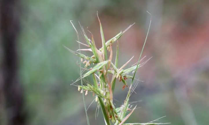 Top of citronella flower stalk