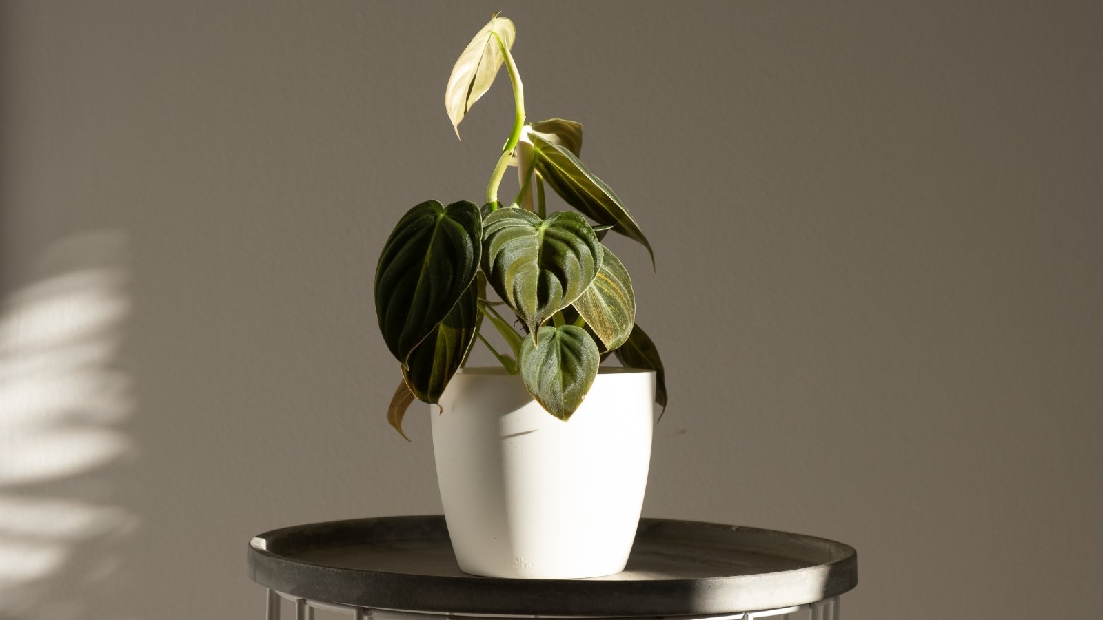 Large, velvety dark green leaves with golden veins climb from long stems in a white pot standing on a round black table against a gray wall.