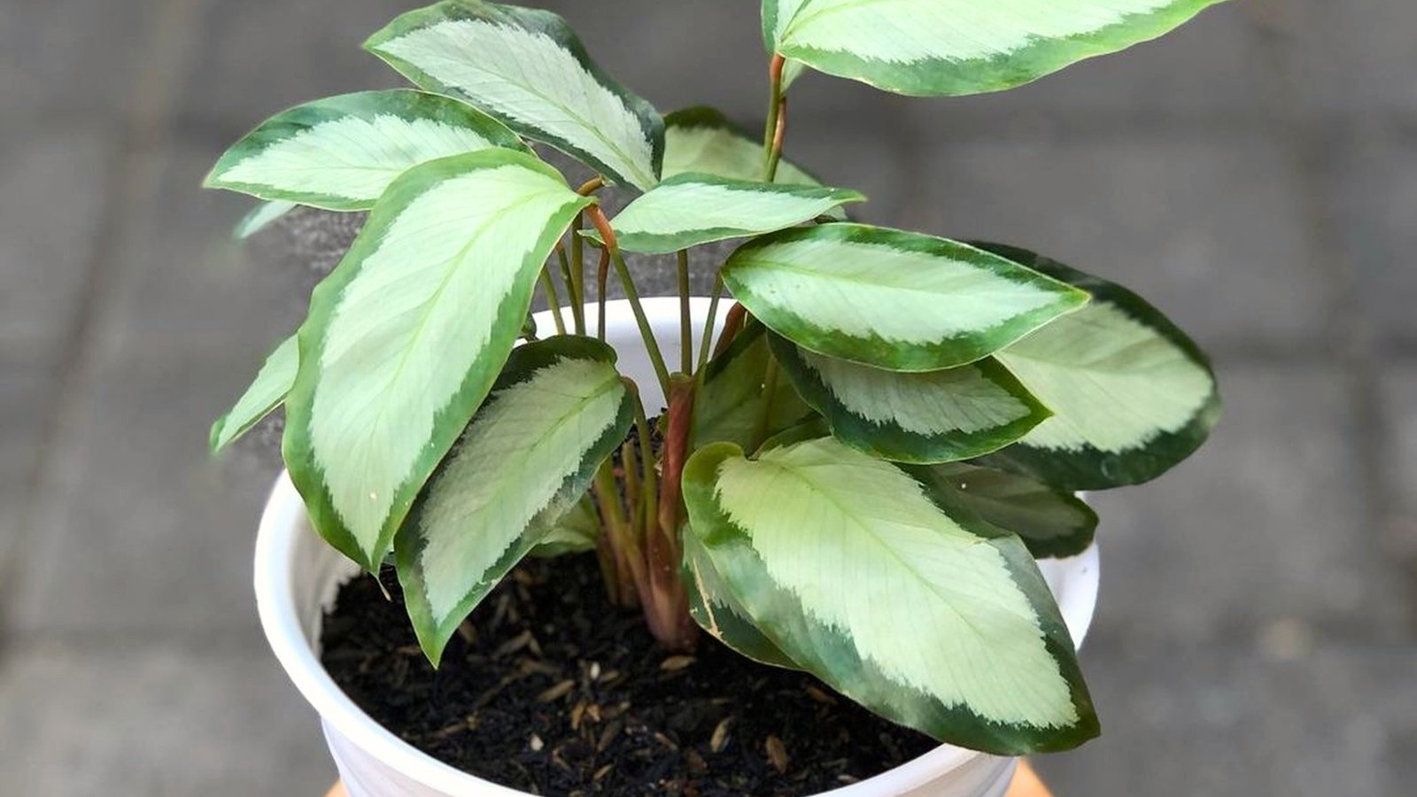 Oval, dark green leaves with silver undersides and pale veins form dense clusters in a white pot outdoors.