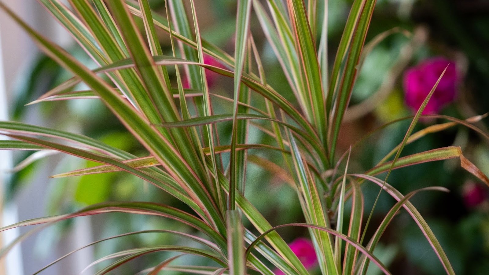 Thin, arching stems with long, narrow green leaves with thin pink stripes that grow in dense clusters.