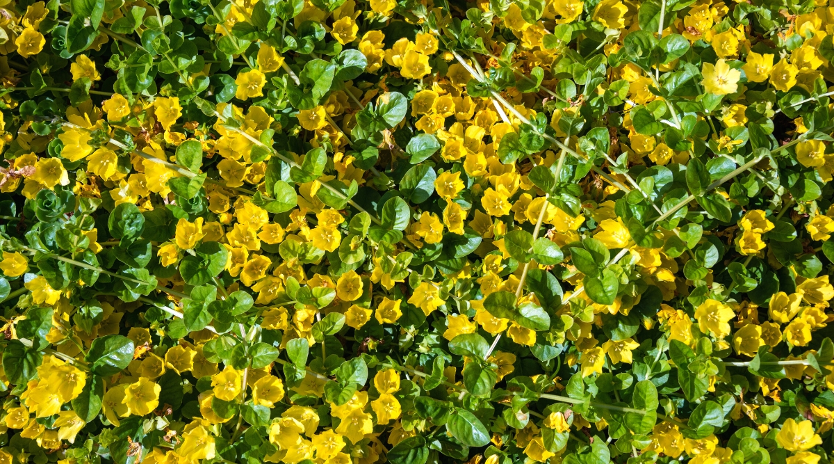 Close-up of a flowering groundcover Lysimachia nummularia in a sunny garden. Lysimachia nummularia, commonly known as Creeping Jenny, is a perennial ground cover appreciated for its vibrant and trailing appearance. The plant features round to oval, bright green leaves that grow in pairs along creeping stems. The leaves are glossy and have a distinctive golden-yellow hue. Creeping Jenny produces cup-shaped, bright yellow flowers that adorn the stems, creating a lovely contrast with the foliage.