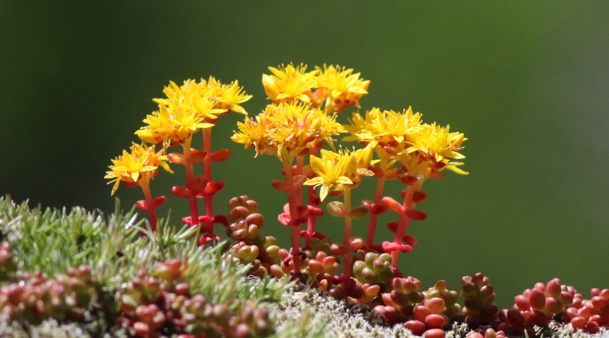 Bright yellow cascade stonecrop flowers catch the sunlight, spreading cheer in a garden. Clusters of succulent foliage, reminiscent of jellybeans, adorn the plant's red stems. Their vibrant hue contrasts beautifully with the surrounding greenery.