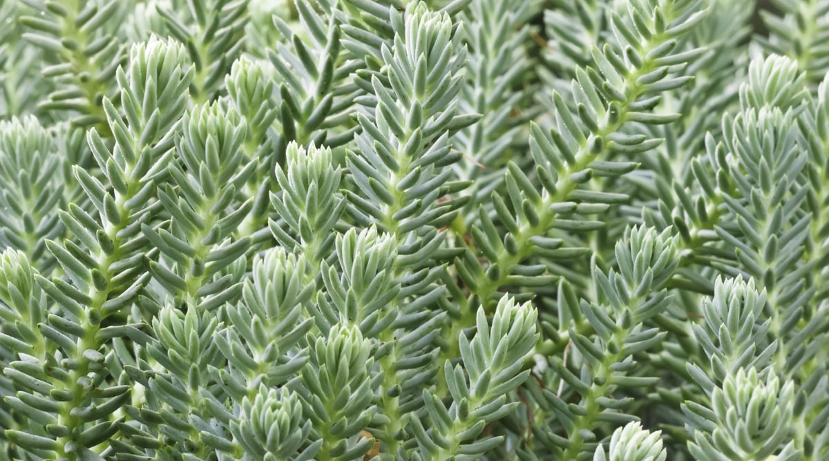 Vibrant, succulent sedum 'Blue Spruce' plant flaunts lush, thick leaves with a captivating blue-green hue, creating a striking visual contrast. The densely packed foliage gracefully cascades along the stems, forming an enchanting and resilient ground cover.