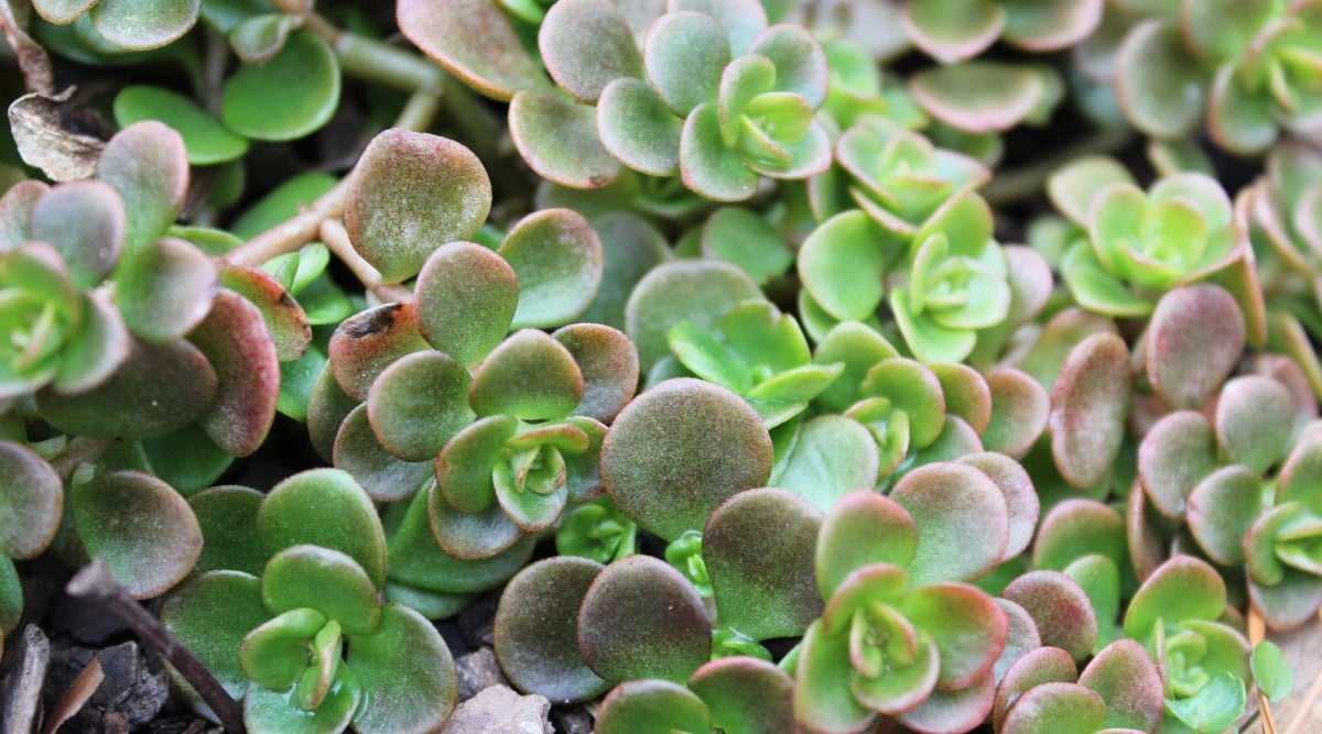 A close-up of sedum 'Coral Reef' reveals its lush, round leaves arranged in compact rosettes. The leaves exhibit a striking combination of green hues intermingled with deep shades of purple, creating a visually captivating display.