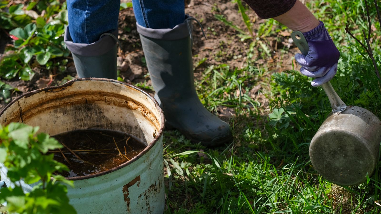 Mixed parts with water made liquid fertilizer with brown hue, being scooped by a person wearing boots and gloves who is pouring it on other greens