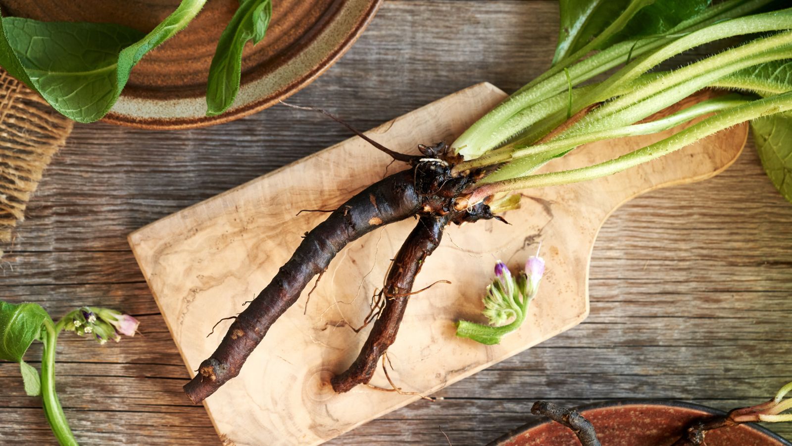 A Symphytum officinale dug with roots placed on a chopping board with flowers scattered on a wooden table with brown color