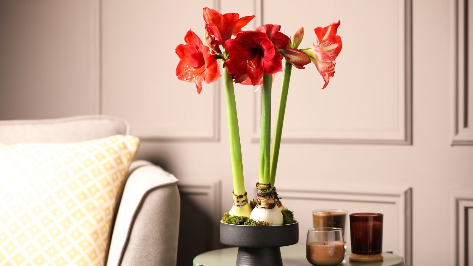 Bold red Hippeastrum flowers with white accents sit atop tall, smooth green stems, arranged indoors, contrasting beautifully with dark and light surroundings.