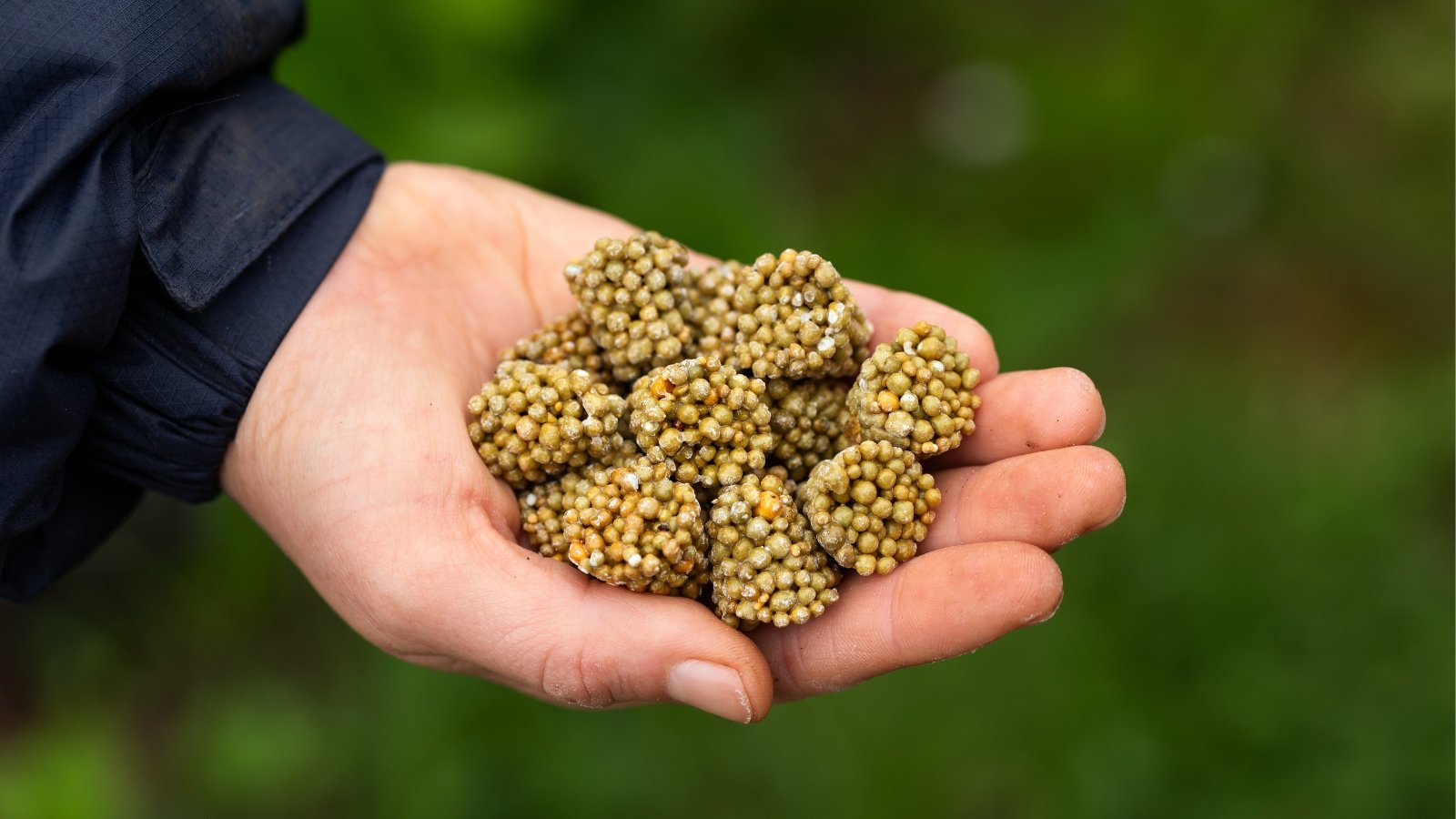 Hand holding clumped slow-release osmocote fertilizer granules against a blurred green backdrop.