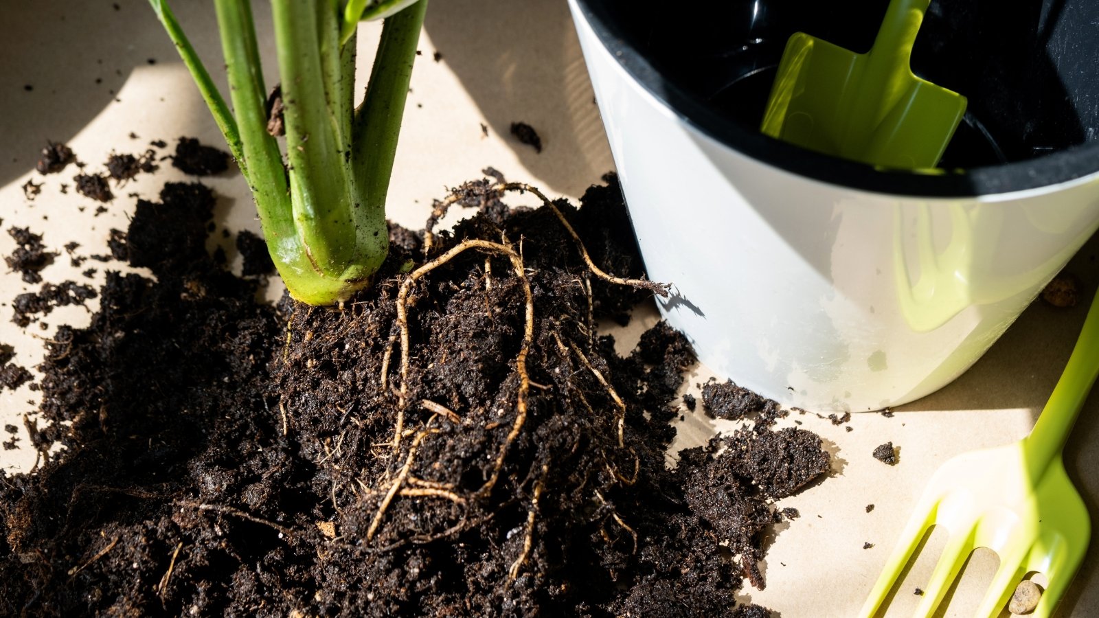 A green, stemmed plant with elongated leaves is partially uprooted, revealing dark, decayed roots surrounded by clumps of black soil, next to an overturned white planter, all displayed on a light surface with scattered dirt.