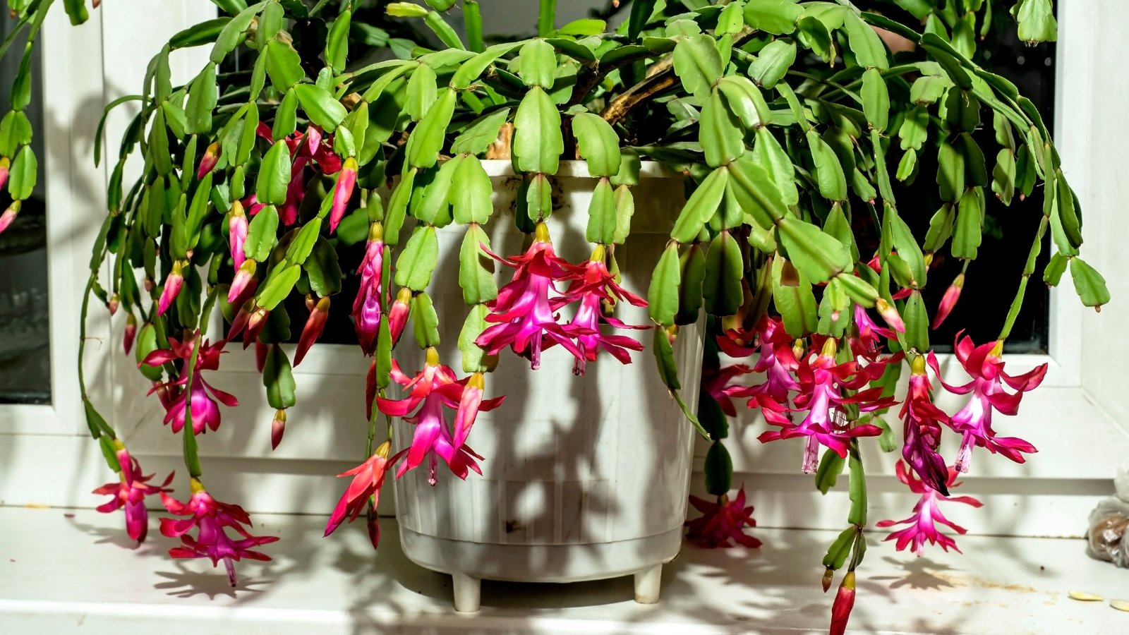 A Schlumbergera truncata plant in a black pot, with bright pink and yellow flowers drooping over the rim of the pot, sits on a windowsill with long green stems arching outward.