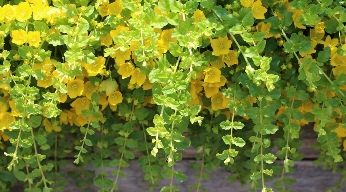 Close-up of a flowering plant, Creeping Jenny, twining over a stone border in a sunny garden. The plant forms dense mats of rounded, bright green leaves that are tinged with yellow or gold. The foliage is characterized by its opposite arrangement along the creeping stems and its slightly cupped shape. The foliage is adorned with small, cup-shaped yellow flowers.