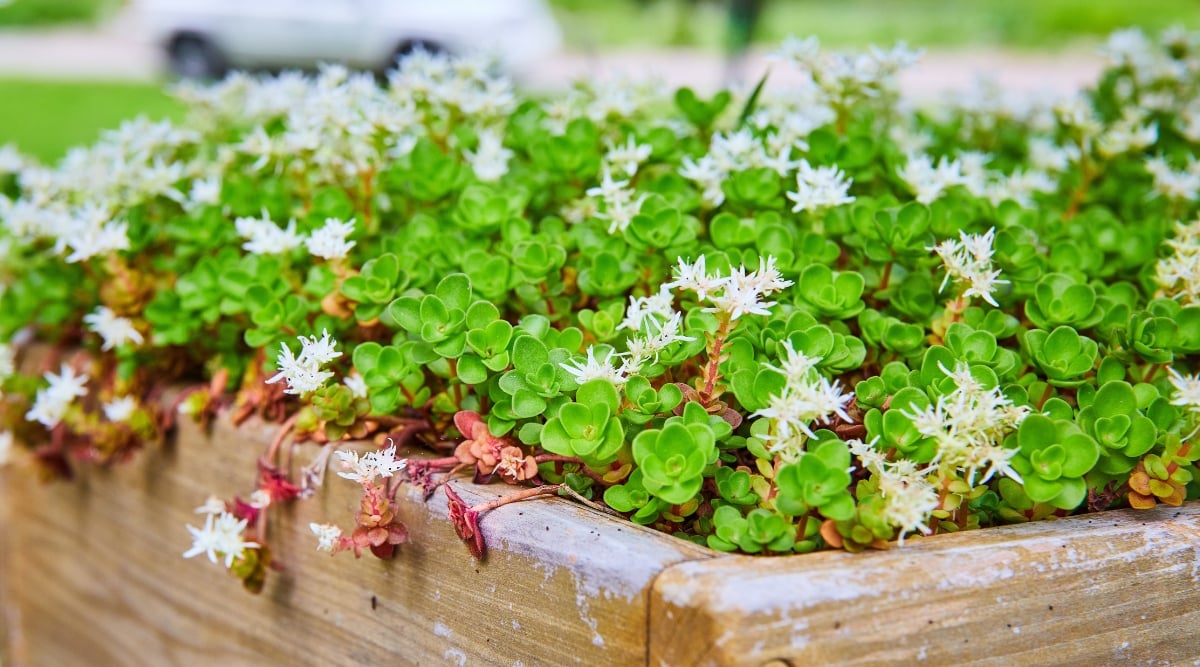 Close-up of Woodland Stonecrop ground cover plant growing in a large wooden planter in the garden. This low-growing succulent features fleshy, rounded leaves arranged in whorls of three along trailing stems, creating a lush, moss-like effect. The leaves are typically blue-green in color and take on reddish hues in response to environmental conditions. The plant produces star-shaped white flowers with five petals appear in clusters.