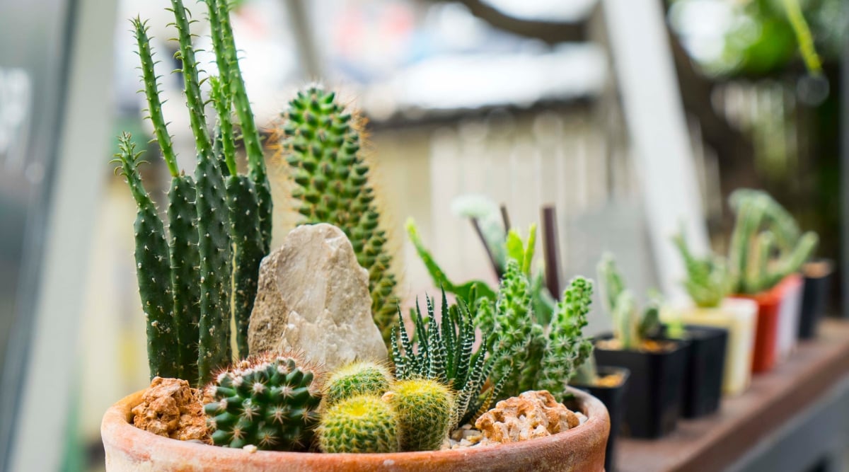 A variety of cacti, featuring spiky and cylindrical shapes, thrives in a rustic brown pot, showcasing the diverse textures and forms of desert flora. In the blurred background, a row of pots harmoniously holds different cacti.
