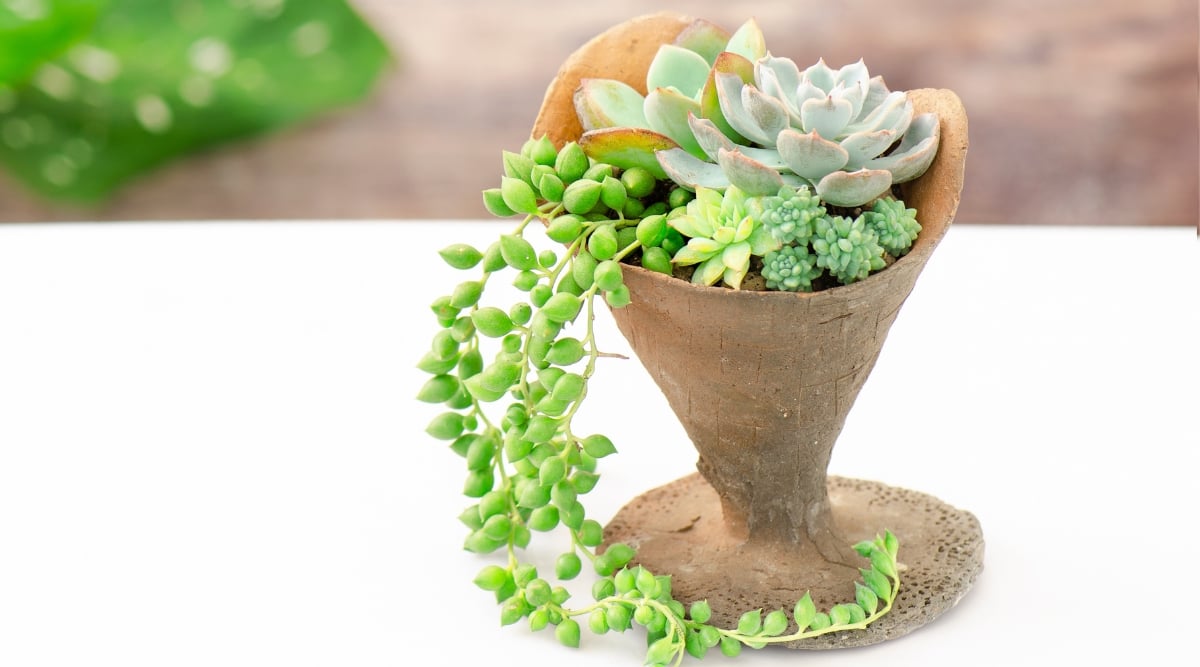 Diverse succulents, with various shapes and colors, flourish within a cone-shaped clay pot, showcasing nature's intricate beauty. The rustic clay container rests gracefully on a pristine white table, creating a harmonious blend of earthy tones and modern elegance.
