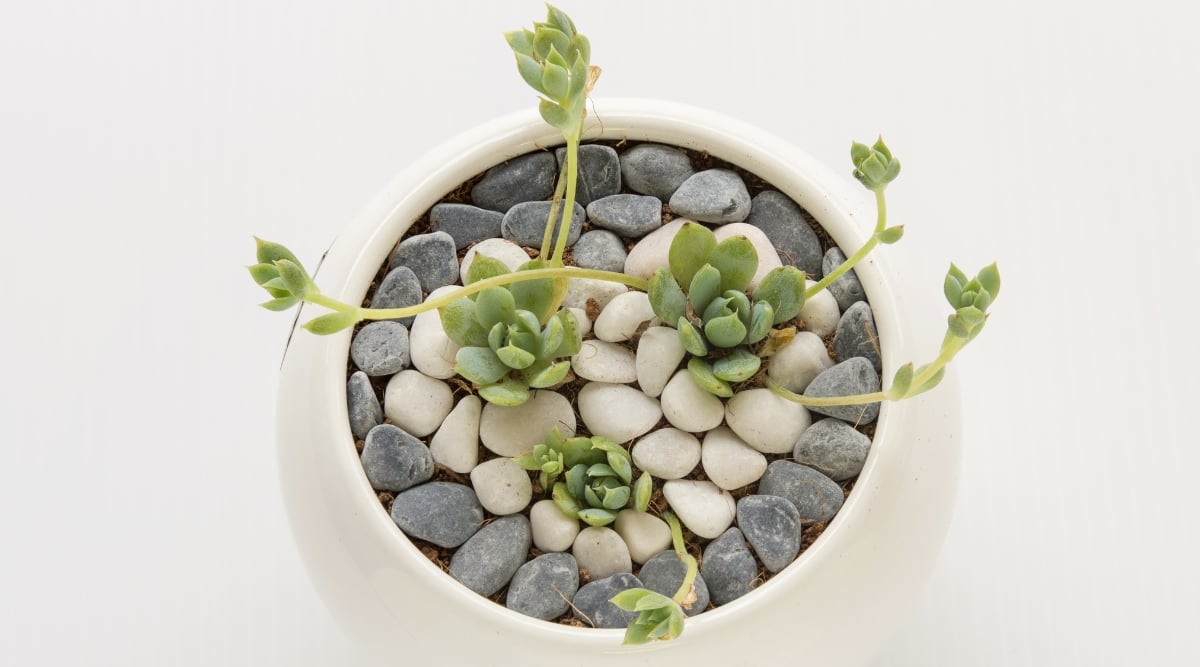 A white ceramic pot stands elegantly on a seamless white surface. Inside the pot, green succulents gracefully intertwine, adding a touch of nature to the contemporary setting. Delicate gray and white pebbles accentuate the arrangement.