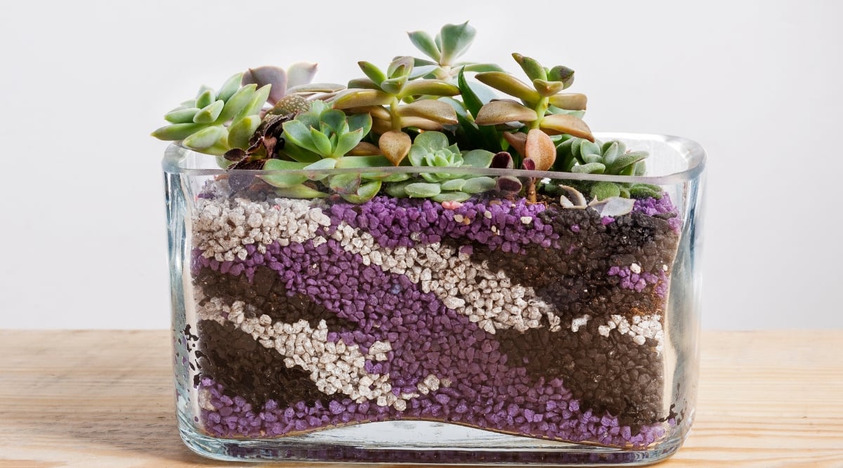 A transparent square glass container showcases an arrangement of succulents. The base of the container is adorned with a blend of purple, white, and black small pebbles, adding a contrasting and harmonious element to the overall composition.
