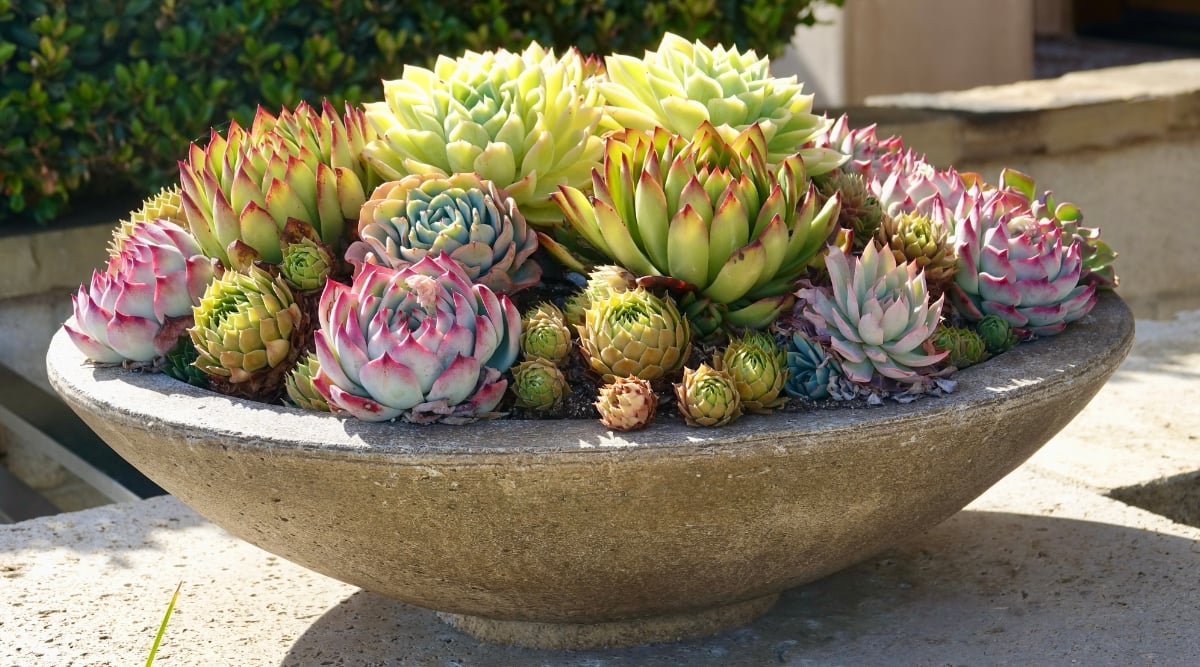 A close-up unveils succulents boasting rosette-shaped formations adorned in captivating pink and green hues, thriving within a spacious bowl. Basking in the sunlight on a solid cement surface, these exquisite succulents showcase their vibrant colors and intricate patterns.
