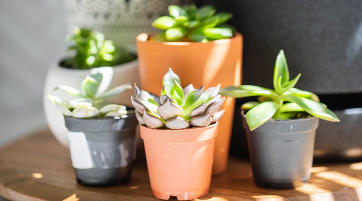 A cluster of small, vibrant green succulents thrives in assorted brown, black, and white pots. Bathed in sunlight, the succulents exhibit a lush, healthy appearance, contrasting beautifully against the rustic brown tabletop they're arranged on.
