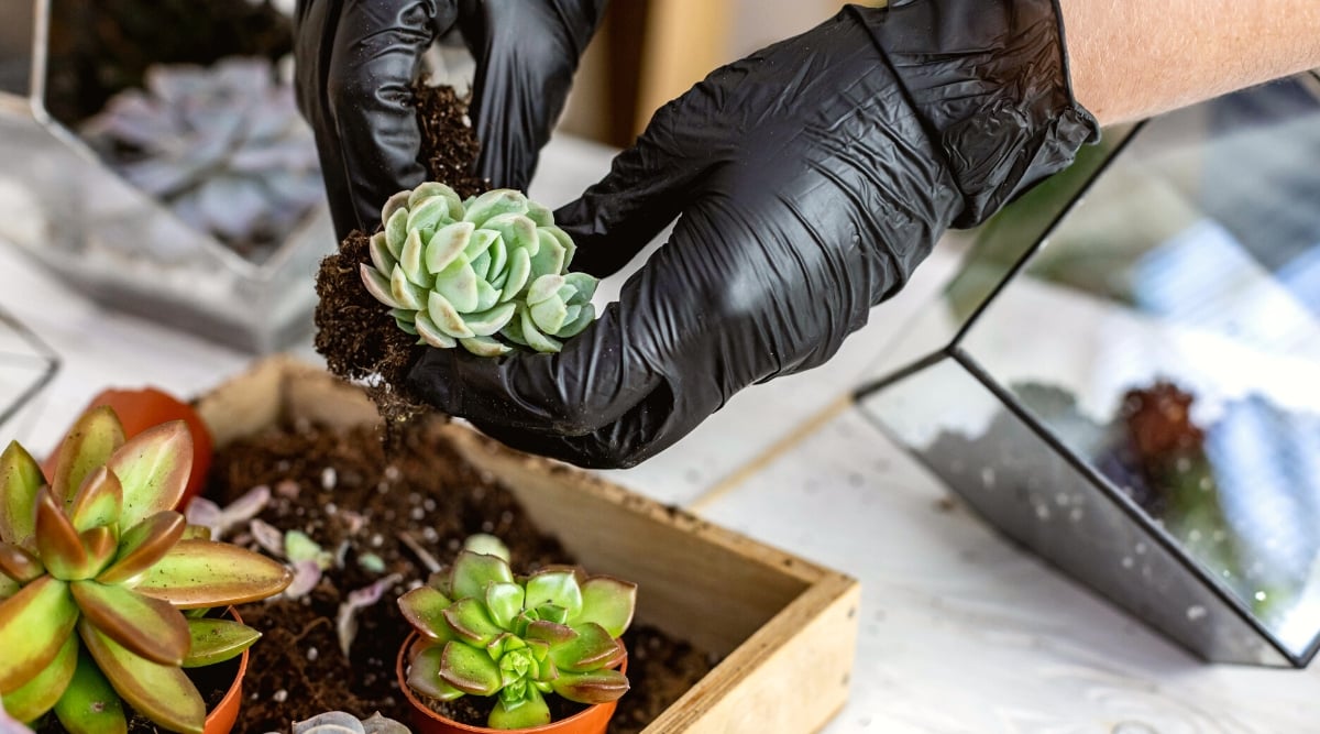 Close-up of a gardener's hands in black gloves untangling the roots of a succulent plant over a wooden tray with other potted succulents. Echeveria elegans has a rosette of fleshy spoon-shaped leaves, overlapping in a tight, symmetrical arrangement.