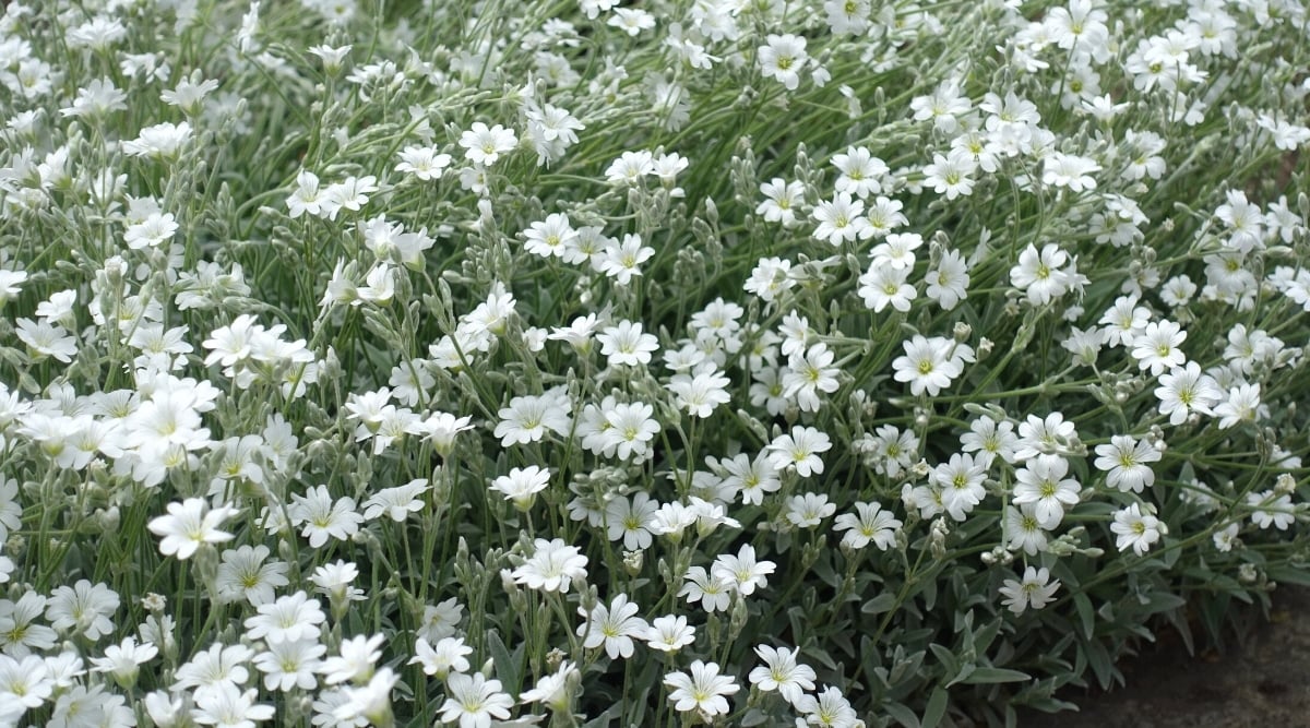 Cerastium tomentosum