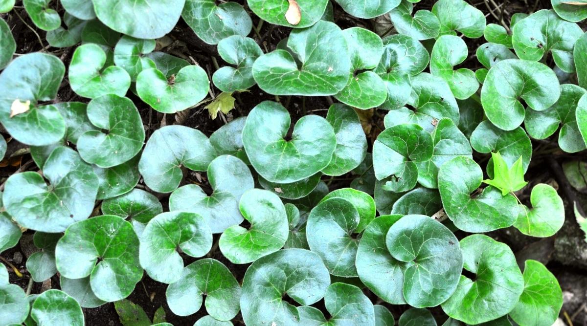 Asarum