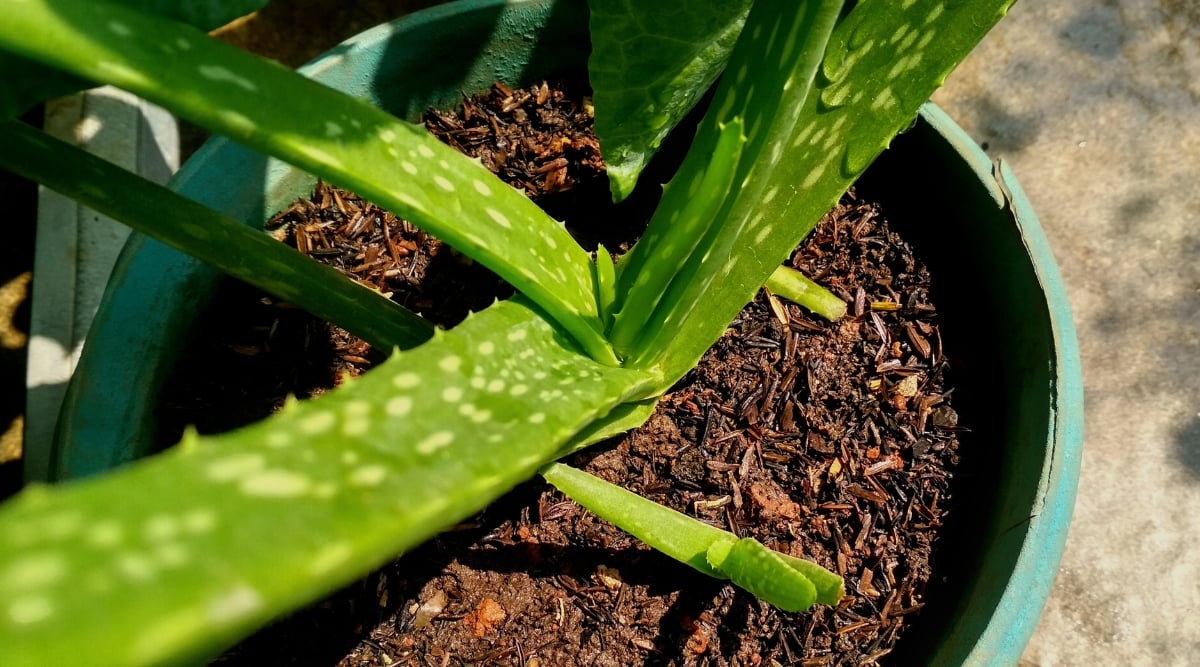 A miniature aloe vera plant flaunts its petite, textured leaves, each brimming with vitality. Nestled within a spacious pot, it thrives amid rich brown soil and a mulch of rice hulls, providing a nurturing environment. Bathed in the warm embrace of sunlight, its leaves gleam with vitality, vibrant and lush.
