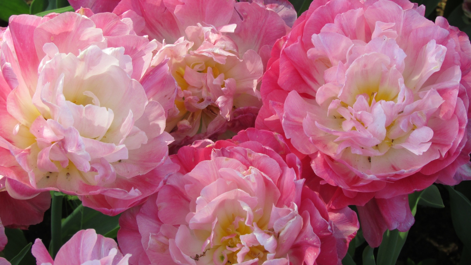 Soft pastel pink flowers with layered, delicate petals unfold in a thick bed of blooms.