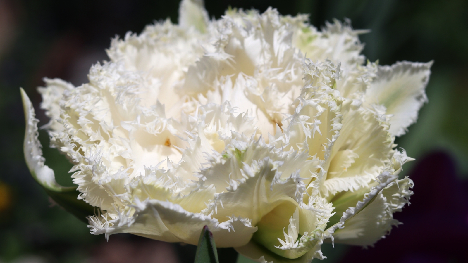 Pure white flowers with frosted, fringed edges resemble a delicate lace texture amidst darker tones.