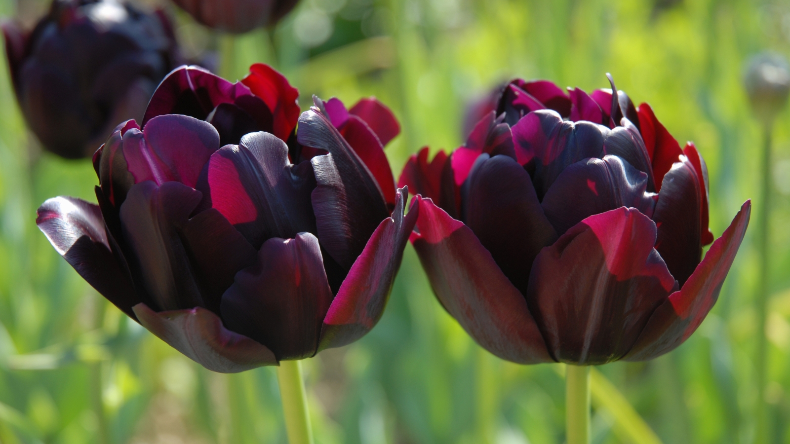 Deep purple, nearly black blooms with velvety petals stand starkly against their green background.