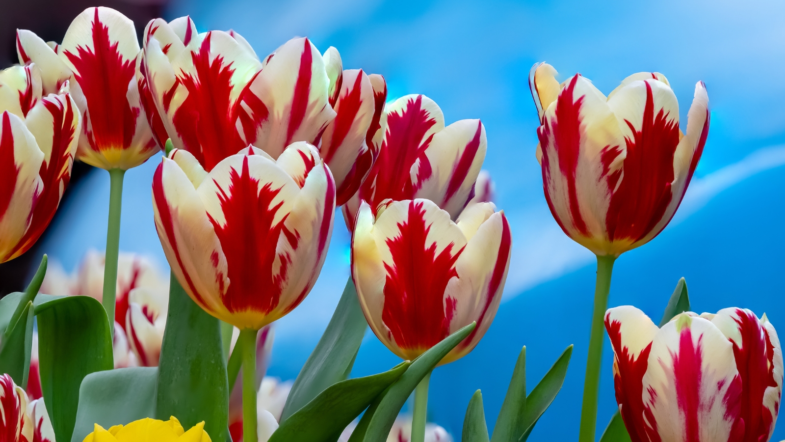 Vibrant yellow petals with red tips appear alongside white and maroon blooms in a lush green field.