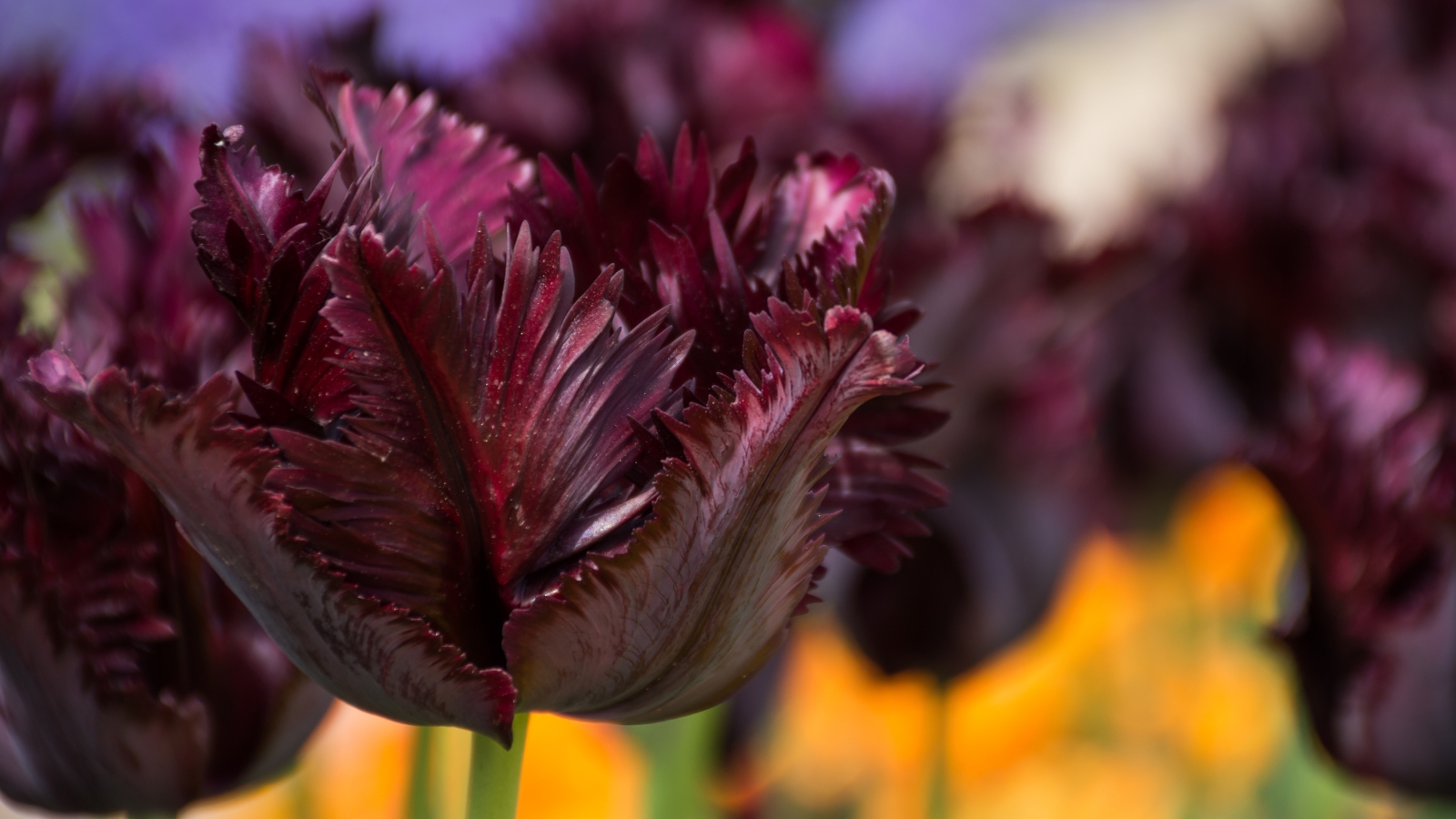 Dark, purple-black ruffled petals curl gracefully, exuding a velvety, almost feathery texture.