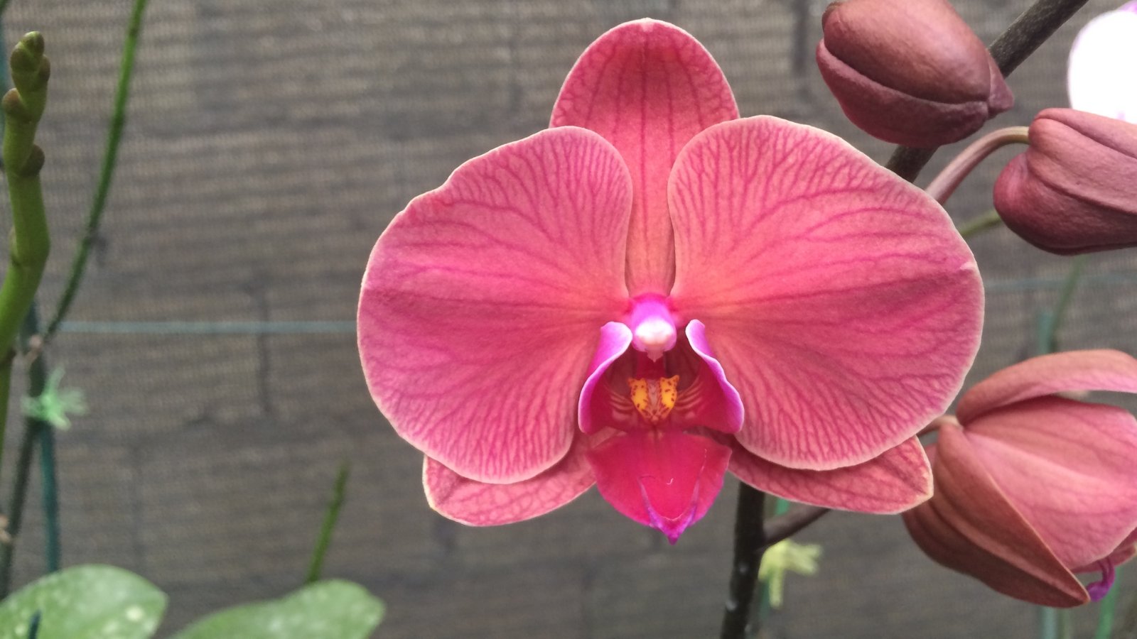 A single large bloom with broad, velvety petals in a deep shade of pink, featuring a contrasting yellow and white center and thick, waxy texture.