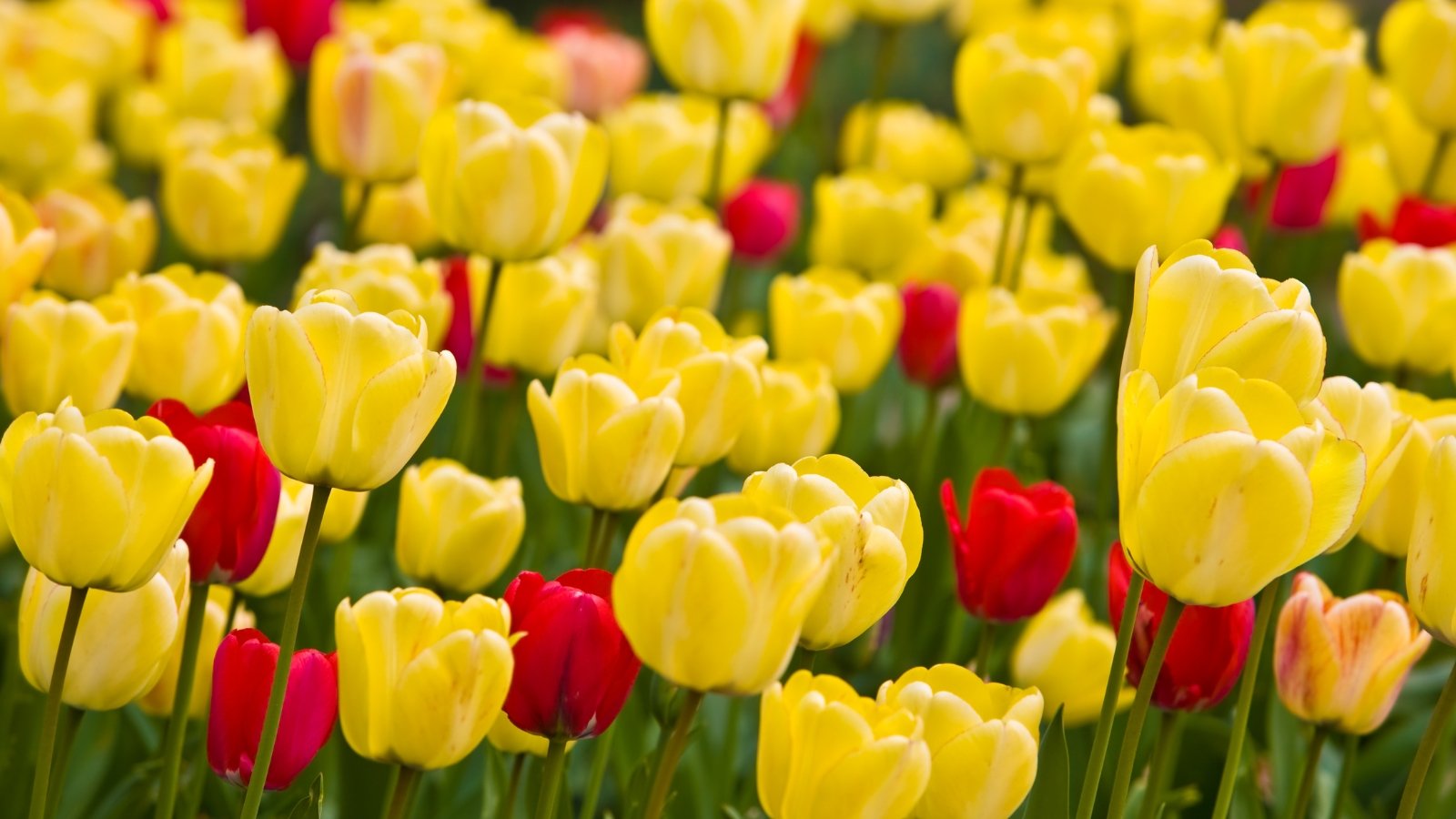 Bright yellow and red tulips stand tall with their cup-shaped petals open wide, creating a striking visual against a green background.