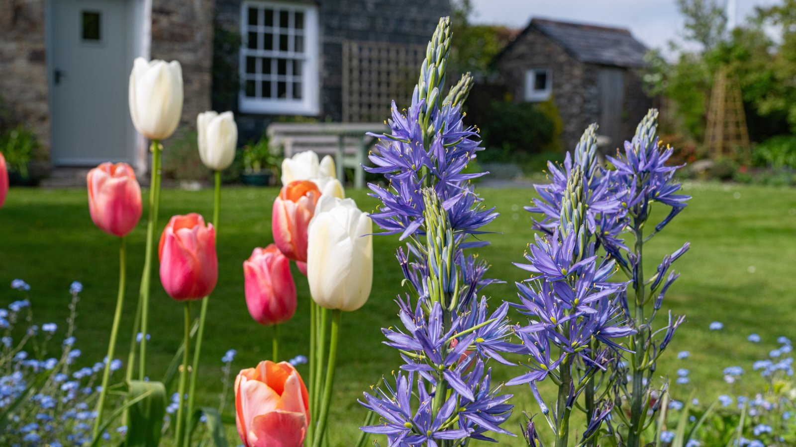 Bright red, pink, and white tulips stand alongside tall, spiky purple flowers, creating a contrasting yet harmonious garden display.