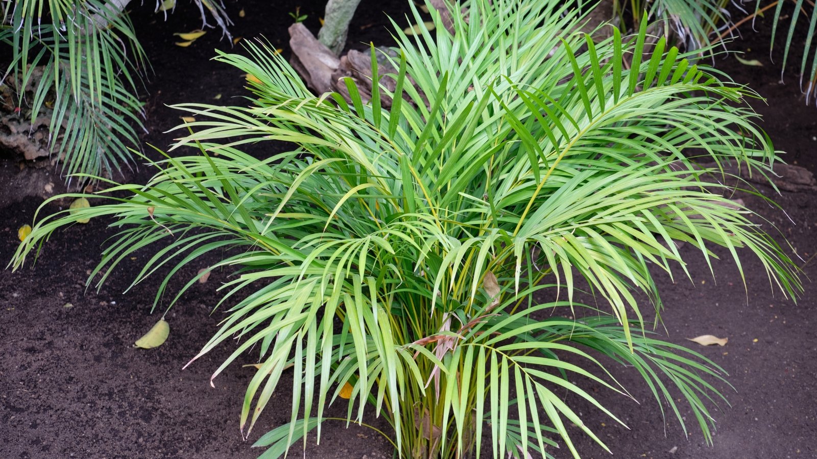 Lush green leaves of an Areca Palm stand out against the rich, dark soil, their graceful fronds arching elegantly. Each leaf boasts slender, feathery strands, gently swaying in the breeze, creating a soothing, tropical ambiance.