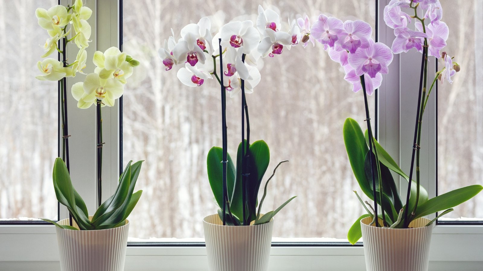 A row of delicate flowering plants with white and pinkish-purple blooms, positioned on a windowsill with soft natural light streaming through the window.