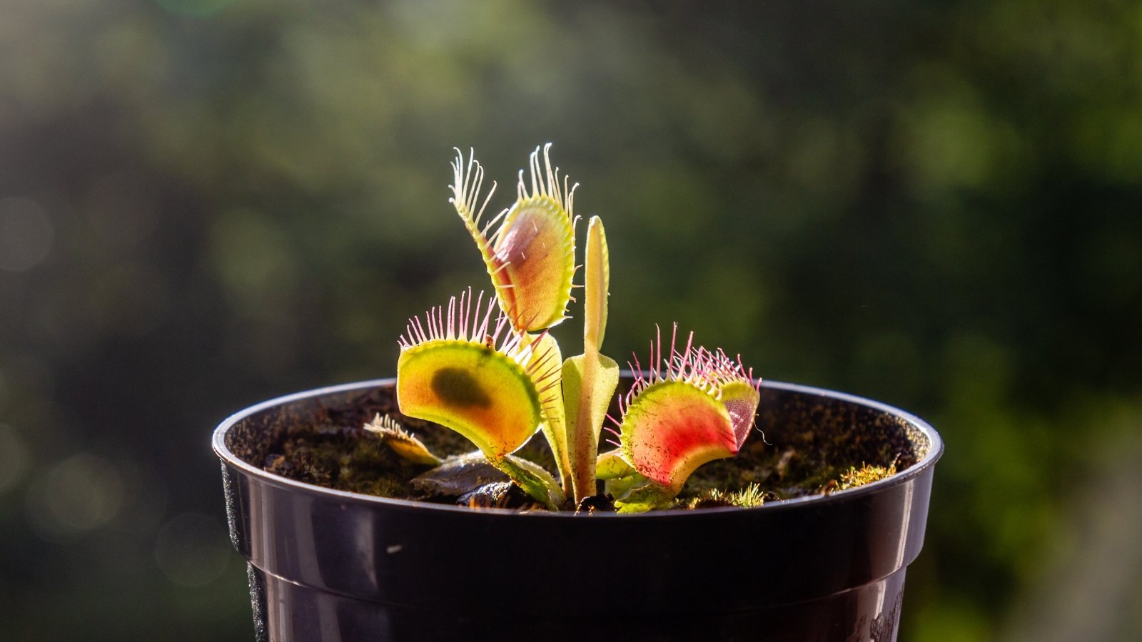 A Venus flytrap plant with several open traps, growing in a black pot, set against a blurred outdoor background with sunlight filtering in.