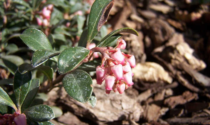 Cluster of bearberry flowers