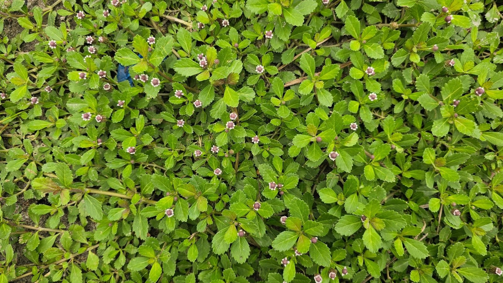 A dense mat of green leaves looking vibrant with serrated edges, with countless flowers with small white petals and dark centers