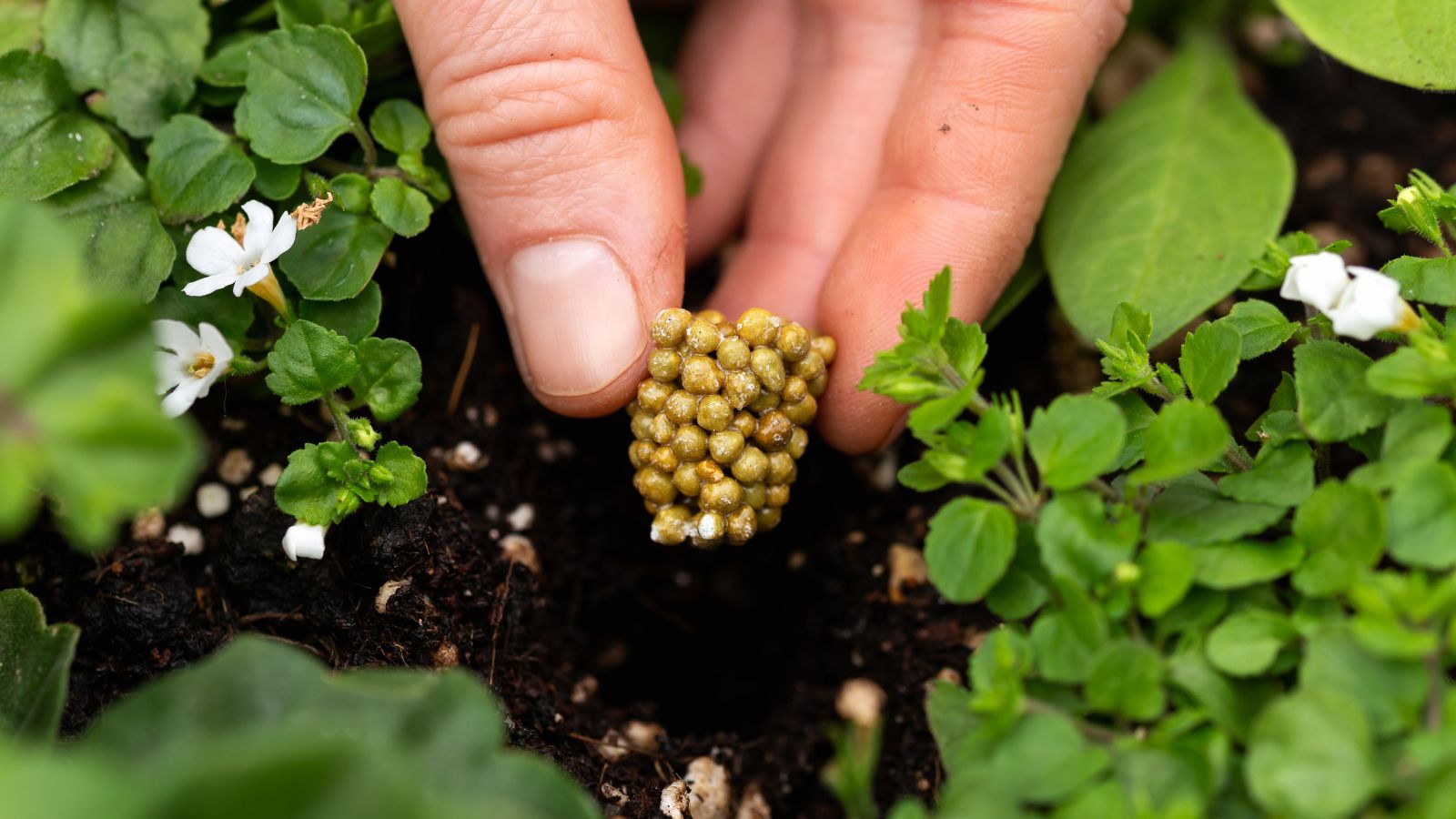 A person placing slow-release fertilizer in dark brown soil, surrounded by various plant with vivid green leaves in different sizes