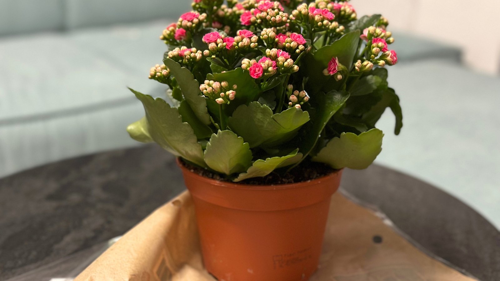 A young Kalanchoe plant in a nursery pot, showcasing clusters of tightly packed, delicate pink flowers poised to bloom, surrounded by glossy green leaves that enhance its vibrant appearance.
