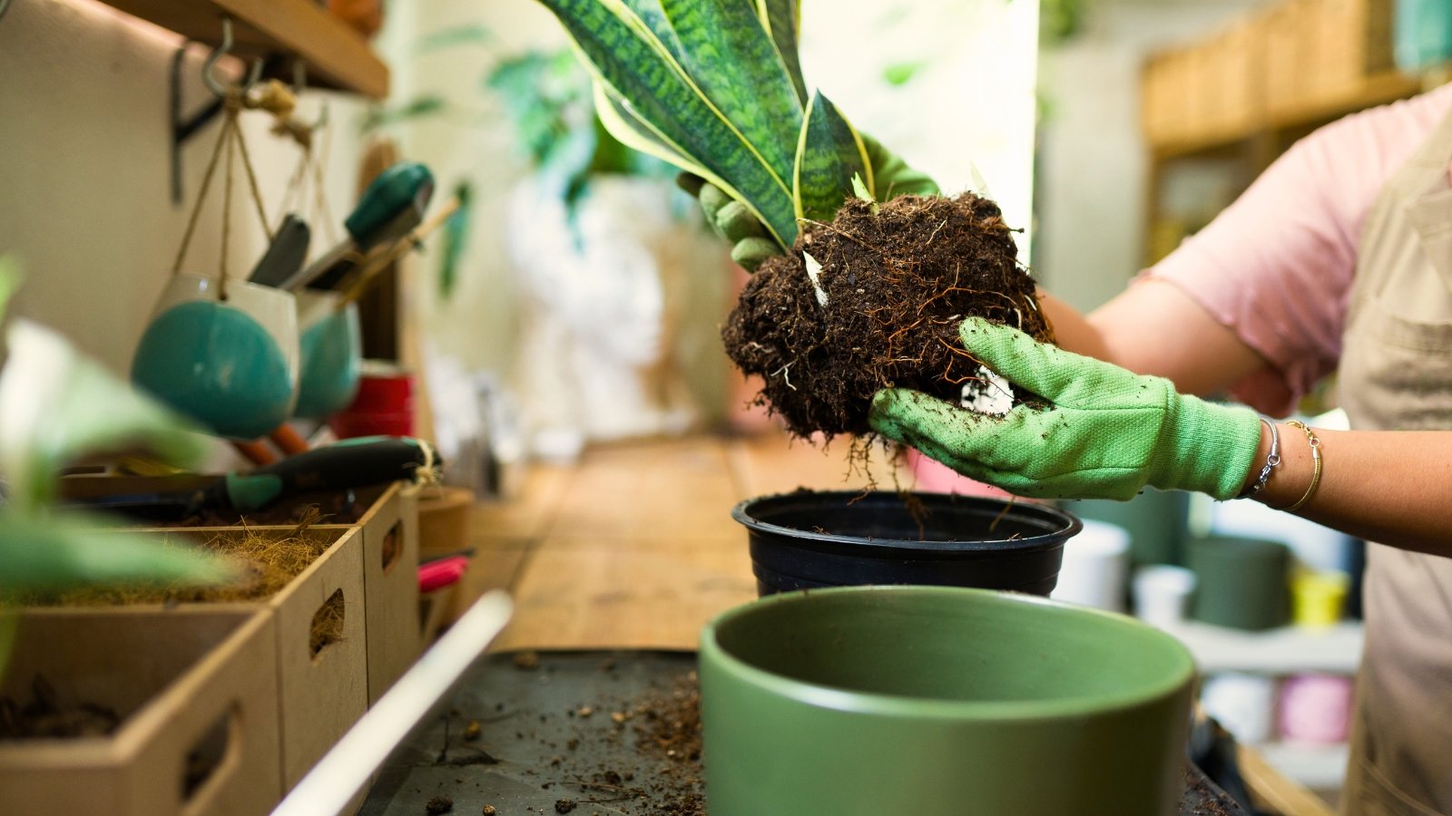 A female gardener wearing green gloves carefully repots a snake plant from a black plastic pot into a decorative green ceramic pot.
